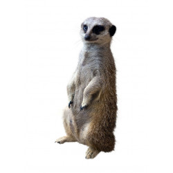 Sticker tigre couché