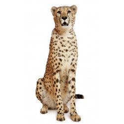 Sticker suricate debout