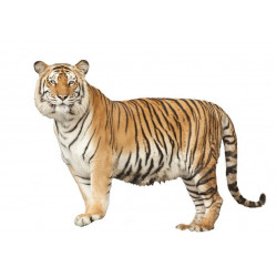 Sticker guépard attaque