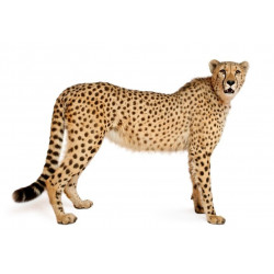 Sticker Cochon mange des fournis