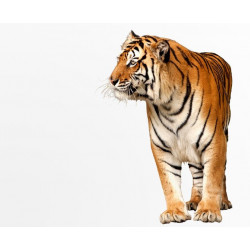 Sticker Léopard de côté