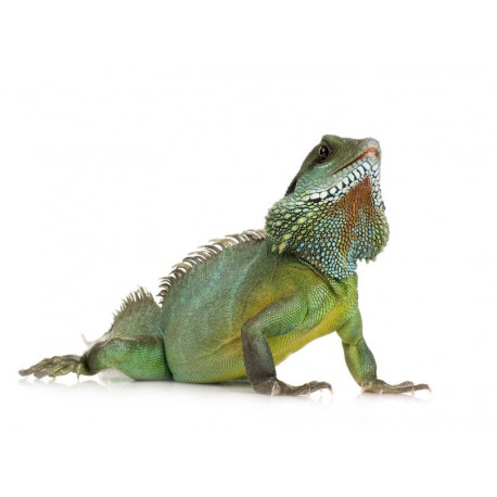 Sticker Reptile caméléon