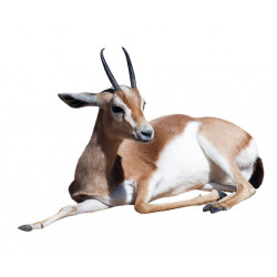 Sticker Reptile caméléon vert