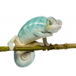 Sticker Reptile caméléon