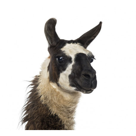 Sticker Chameau deux bosses