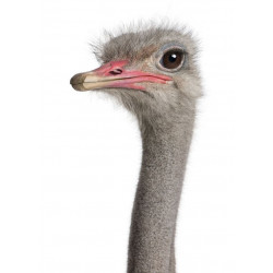 Sticker Dromadaire assit