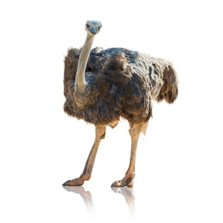 Sticker Tête d'autruche