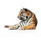 Sticker tigre dort