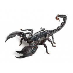 Sticker chameau silhouette 