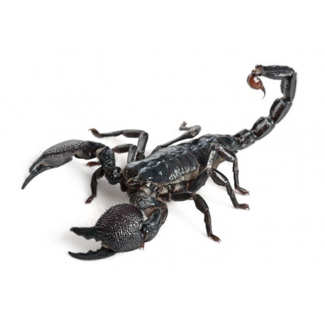 Sticker chameau silhouette 