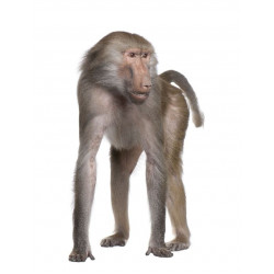 Sticker Reptile caméléon vert