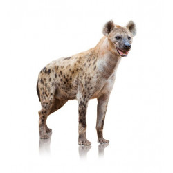 Sticker Hyène court