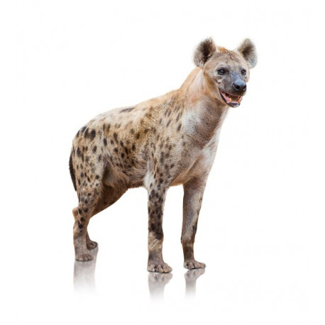 Sticker Hyène court