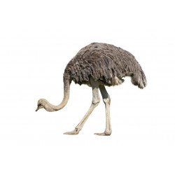 Sticker Chameau debout