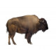 Sticker Bison