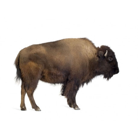 Sticker Bison