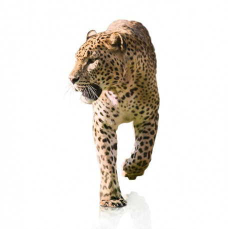 Sticker Caméléon vert face