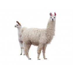 Sticker Léopard de profil