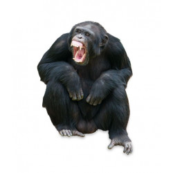 Sticker reptile vert caméléon