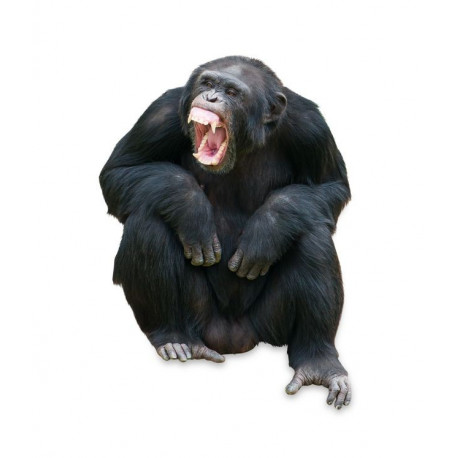 Sticker reptile vert caméléon