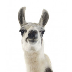 Sticker lama gris et blanc