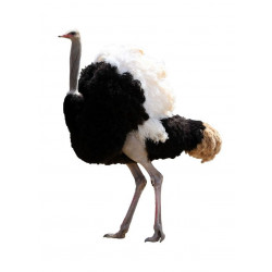 Sticker tête autruche