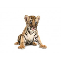 Sticker Oiseau Exotique