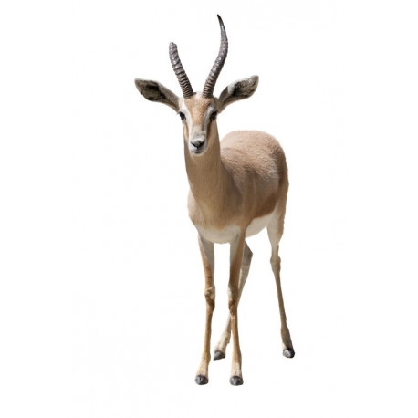 Sticker autruche court