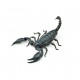 Sticker scorpion