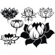 Sticker fleurs de lotus