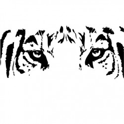 Sticker yeux de tigre
