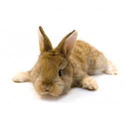 Sticker Lapin se repose