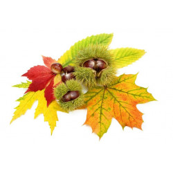 deco Sticker Chataigne