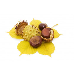 Sticker Chataigne decoration