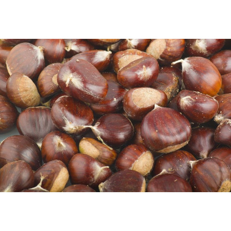 Autocollant Chataigne decoration