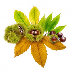 Sticker mural Chataigne