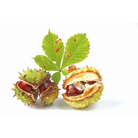 Sticker Chataigne feuille