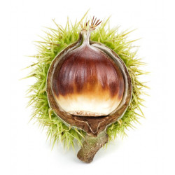 Autocollant Chataigne pas cher