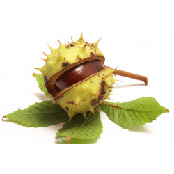 Sticker Chataigne marron