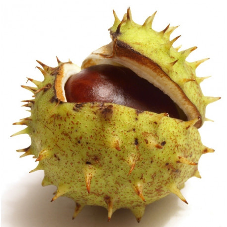 Autocollant Chataigne marron