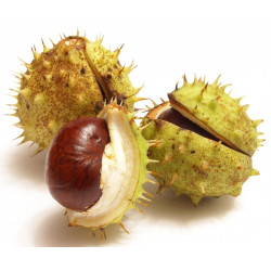 Sticker muraux Chataigne marron