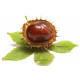 Sticker mural Chataigne marron