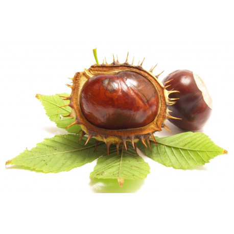 Sticker mural Chataigne avec feuilles