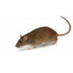 Sticker rat decoration horrible