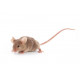 Sticker souris grise
