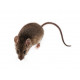 Sticker souris