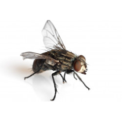Sticker mouche