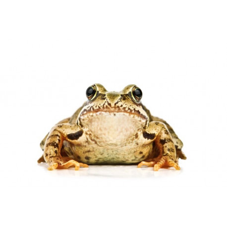 Sticker crapaud et grenouille