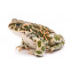Sticker grenouille