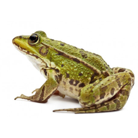 Sticker grenouille